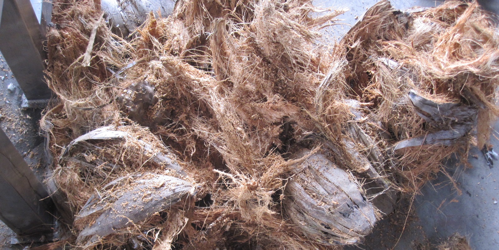 coconut husk peeler 2.JPG