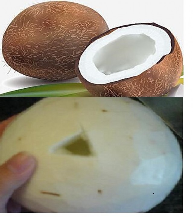 _conew1.jpg