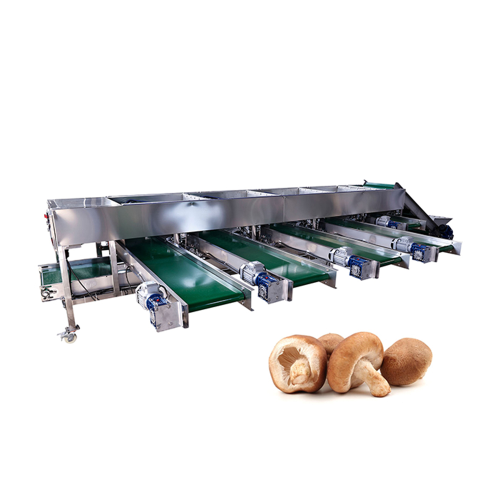 Mushroom Size Grading Machine
